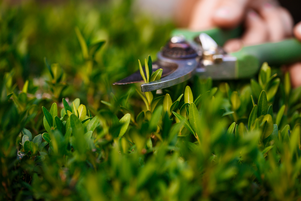 jardinier qui coupe une plante avec un sécateur