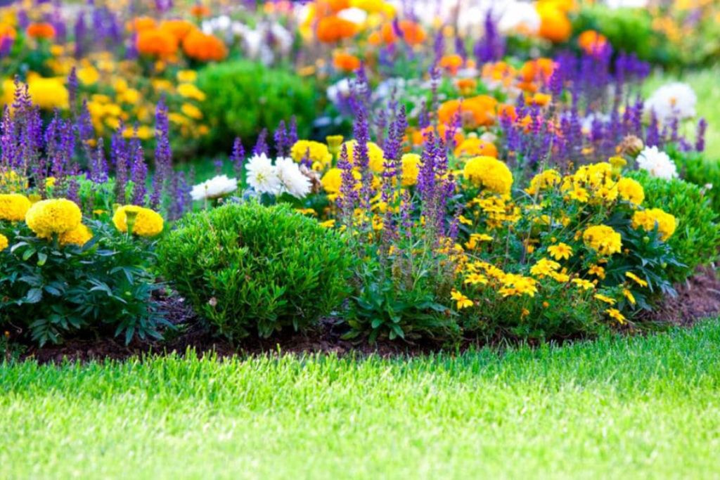 Massifs de fleurs composé couleurs jardin